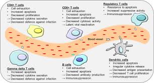 Role Of The Adaptive Immune Response In Sepsis Intensive Care Medicine Experimental Full Text