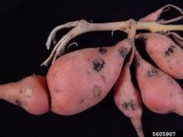 Image result for Strephonema