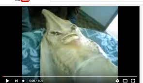 Maybe you would like to learn more about one of these? Hoax Anak Durhaka Berubah Menjadi Ikan Turnbackhoax Id