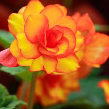 Begonia 1 By David Jamrozik Pretty Flowers Begonia Flowers Nature