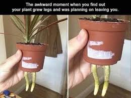 Succulentcity Com Community Of Succulent Cacti Plant Lovers Plant Jokes Funny Jokes Plants