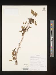 Image result for Commiphora pteleifolia