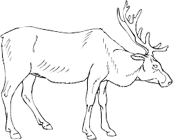 Deer and elk coloring pages. Elk Coloring Pages Best Coloring Pages For Kids