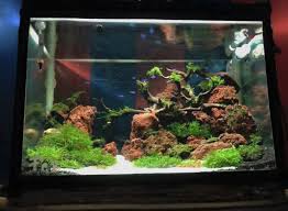 Sedikit pupuk juga sangat bagus untuk tanaman ini. Jenis Tanaman Air Penghias Aquascape Dan Aquarium Binatang Peliharaan