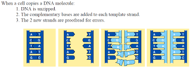 We did not find results for: Https Ca01001129 Schoolwires Net Cms Lib Ca01001129 Centricity Domain 908 Dna 20replication 20worksheet Pdf