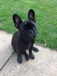 Brindle French Bulldog 19 Weeks French Bulldog Brindle French Bulldog French Bulldog Facts