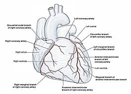 There is a diagonal artery that is a branch of the left coronary artery on the surface of the heart. Arterial Supply Of The Heart Right And Left Coronary Artery Earth S Lab