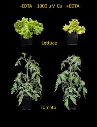 Image result for Copper Poisoning