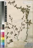 Image result for Mostuea hirsuta