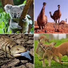 Love Nature On Instagram Happy Australiaday The Land Down Under Is Home To Over 200 000 Diverse Species Incl Australia Animals Australian Wildlife Koalas