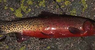 Some Estimates Show Cutthroats Are Now Found In Just 14 Of Their Historic Natural Habitat Cutthroat Trout Trout Colorado River