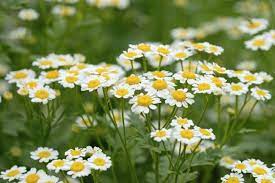 Chamomile Gardening For Cooking Chamomile Growing Chamomile Seeds Chamomile Plant