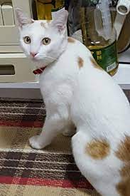 Name Mushmellow Mushy Breed Local Cat Color White With Patches Of Orange On His Body Gender Male Age 1 Year 2 Months Size Medi Cat Colors Cats Tampines