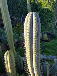 Image result for Trichostachys