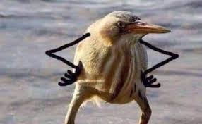 images?q=tbn:ANd9GcSBo3a0xiwR0OVLXUCqDhx