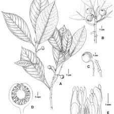 Image result for Ficus muelleriana