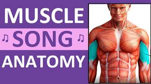 Naming skeletal muscles according to a number of criteria: Major Muscles Song Anatomy Mnemonics
