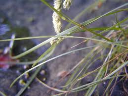 Image result for Carex sp.no.1