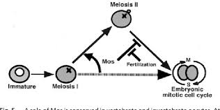 We did not find results for: Pdf C Mos Forces The Mitotic Cell Cycle To Undergo Meiosis Ii To Produce Haploid Gametes Semantic Scholar