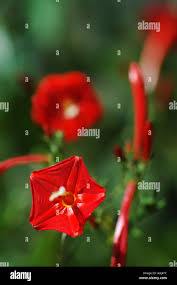 Image result for Ipomoea fulvicaulis