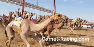 If you're looking for videos featuring the world's tallest, shortest, fastest, longest, oldest and most incredible things on the planet, you're in the right place. Camel Racing Camel Racing
