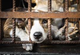 Puppies (4 months or less) $120. Four Paws Campaigns Animal Welfare Organisation