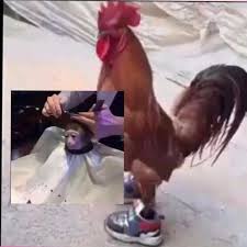 Eric out established in 2016. Monkey Haircut Memes