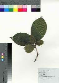 Image result for Tarenna pavettoides