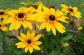 Pin On Flowers