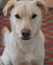 LAUDERDALE/FLORENCE DO YOU KNOW ME The dog has not been seen since this  post, may have left the area. They searched yesterday and today. 😢