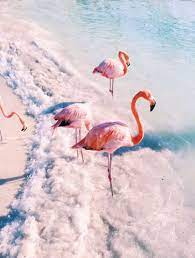 Tumblr Flamingo Flamingo Pictures Beautiful Birds