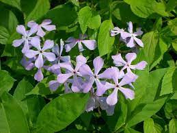 Phlox Divaricata Wikipedia The Free Encyclopedia Sweet William Wild Plants Plants