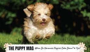 When a german shepherd reaches the one year old, you should expect them to calm down a lot over the subsequent 6 to 12 months. When Do Havanese Puppies Calm Down And 6 Ways To Help The Puppy Mag