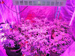 Maybe you would like to learn more about one of these? Best Led Grow Light For Cannabis Ledgrowlightsexpert