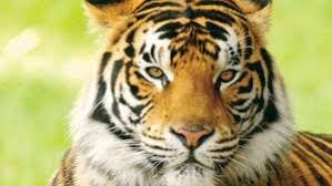 May 19, 2016 · how much does a siberian tiger weigh. Tiger Facts Information Pictures Habitat Britannica