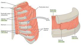 Musclesm in the upper human back. Thoracic And Abdominal Muscles Lecturio Online Medical Library