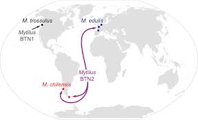 Drug companies — which now rely on china for active ingredients that go into antibiotics, heart medicines and other drugs we need to stay alive — should be the first to respond to trump's plea. A Single Clonal Lineage Of Transmissible Cancer Identified In Two Marine Mussel Species In South America And Europe Elife
