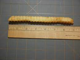 Maybe you would like to learn more about one of these? The Giant Fry Measured In At 7 Inches Grid Lines
