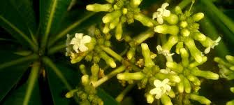 Image result for Rauvolfia afra