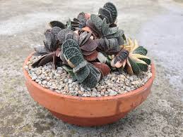 The gasteria little warty is difficult to describe because succulents of this genus are very varied. Como Se Cuidan Las Gasteria Jardineria On