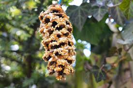 атлас от земли до неба 4 класс скачать бесплатно Pinecone Bird Feeder Aurora Satler Pine Cone Bird Feeder Pinecone Crafts Kids Pine Cone Crafts