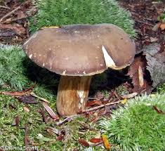 Image result for Xanthoconium sp.