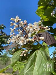 Image result for Catalpa