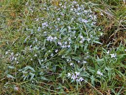 Image result for Conostomium natalense