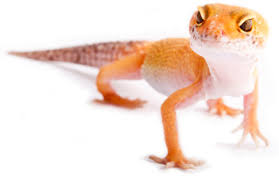 Learn more about pet activities for kids. 10 Unusual Pets Your Family Will Love Sheknows