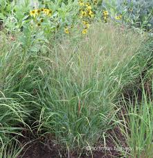 Image result for Panicum merkeri
