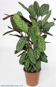 Ctenanthe plants are grown for their large, beautiful leaves. Ctenanthe Oppenheimiana Calathea Plant Pretty Plants House Plants