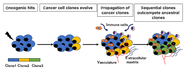 unmasking tumor heterogeneity and clonal evolution by single