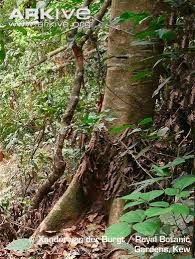 Image result for Entandrophragma delevoyi