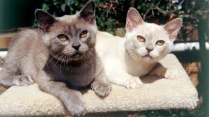 The burmese is a domestic breed of cat which originated in burma. Burmese Cats Burke S Backyard
